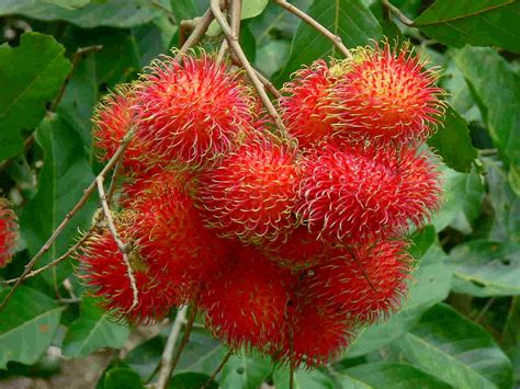 rambulan .